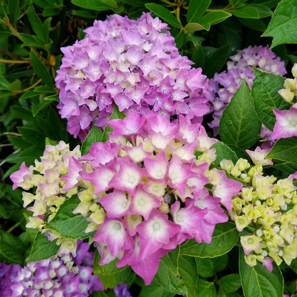 flower-gardens-cape-cod