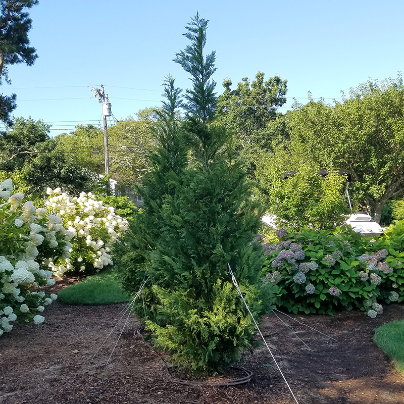 tree-planting-cape-cod-landscaping